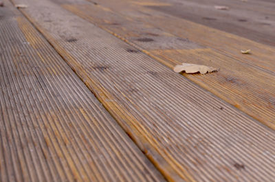 High angle view of butterfly on wood