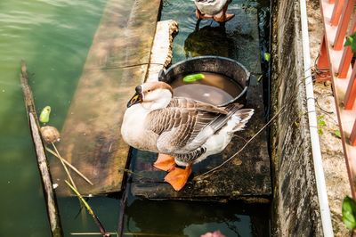 Close-up of birds perching on water