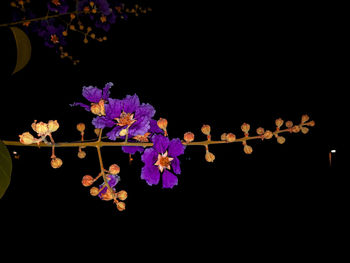 Close-up of purple flowering plant against black background
