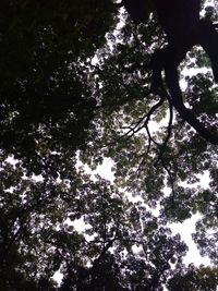 Low angle view of trees against sky