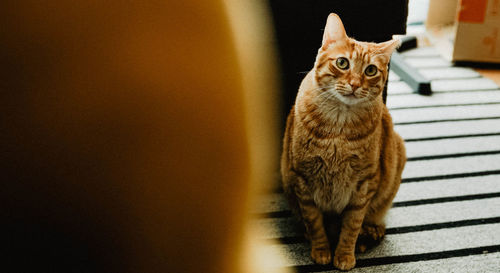 Cat sitting on floor