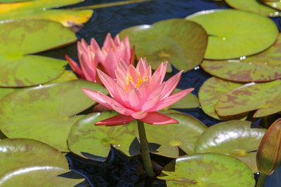 Close-up of lotus water lily in lake