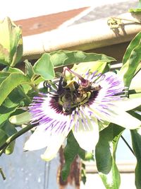 Close-up of honey bee on flower