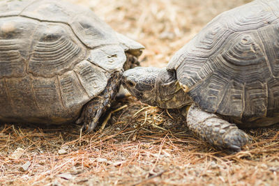 Close-up of tortoises on ground