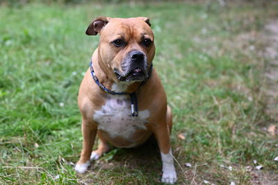 Portrait of dog sticking out tongue on field