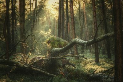 Fallen tree in forest