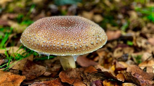 Close-up of mushroom on field