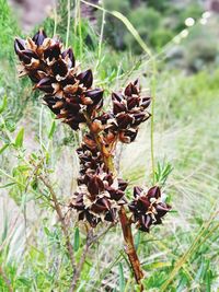 Close-up of flowers