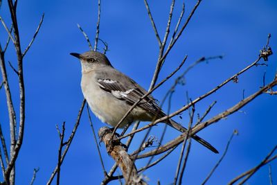 Low angle view of bird perching on branch against sky