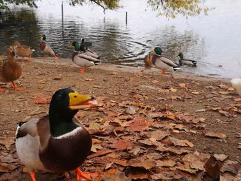 Ducks in a lake