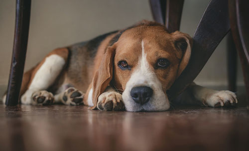 Portrait of dog resting on floor at home