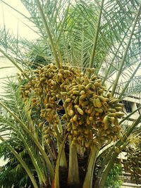 Low angle view of coconut palm tree