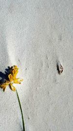 High angle view of insect on yellow flower