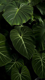 Close-up of tropical plant philodendron gloriosum heart leaves