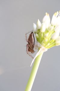 Close-up of insect on flower over white background