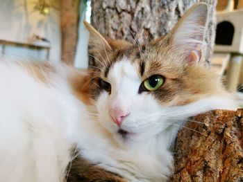 Close-up portrait of a cat