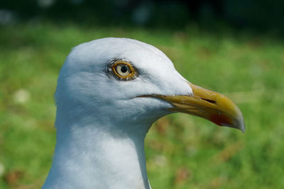 Close-up of seagull