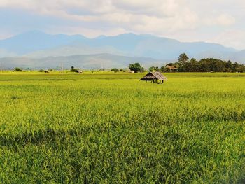 Scenic view of agricultural field against sky