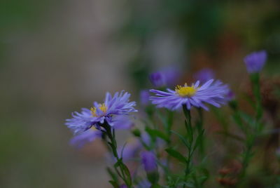 Close-up of purple flowering plants on field