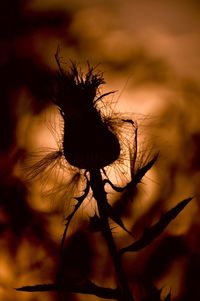 Close-up of silhouette plant against sky at sunset