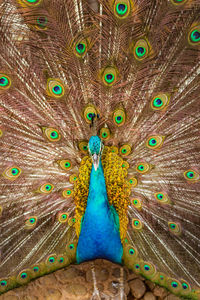 Close-up of peacock