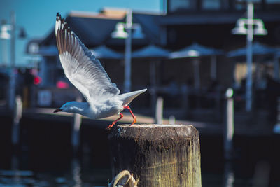 Seagull flying over wooden post