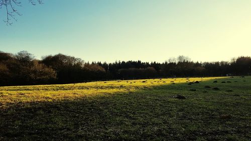 Scenic view of field against clear sky