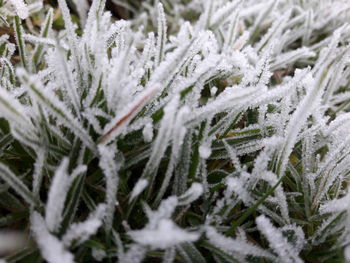 Close-up of frozen plants on field