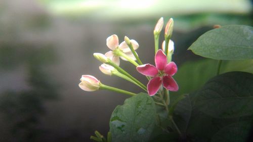 Close-up of flowers blooming outdoors