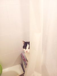 Cat sitting in a bathroom