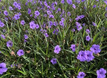 High angle view of purple crocus flowers on field