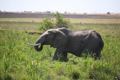 Side view of elephant on field