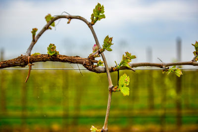 Vine close up