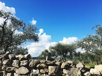 Low angle view of trees against blue sky