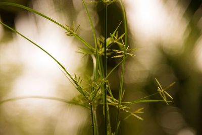 Close-up of flowering plant