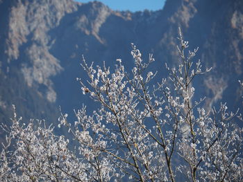 Low angle view of flower tree against sky