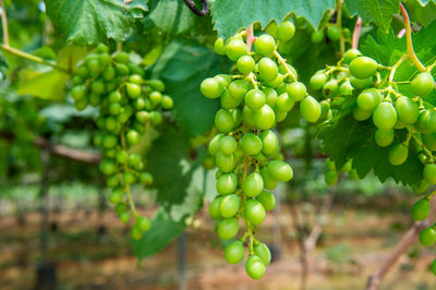 Close-up of grapes growing in vineyard