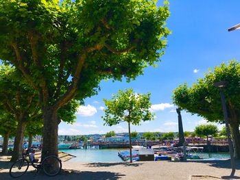 Trees on beach against sky