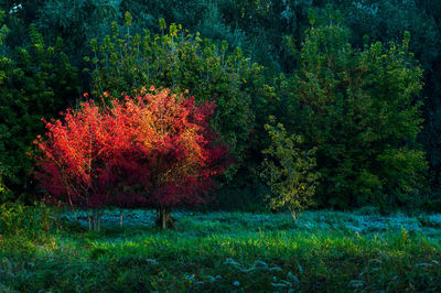 View of trees on landscape