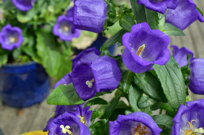 Close-up of purple flowers blooming outdoors