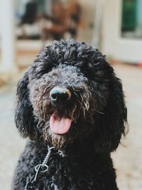 Close-up portrait of black dog