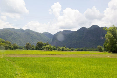 Scenic view of field against sky