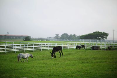 Donkey grazing on field in ranch against clear sky
