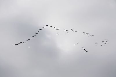 Low angle view of silhouette birds flying against sky