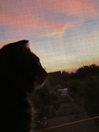 Portrait of woman with cat against sky during sunset