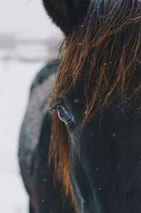 Close-up of a horse