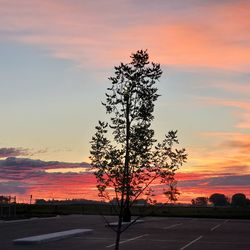 Silhouette tree by road against sky during sunset