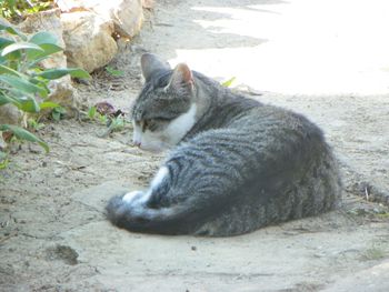 Cat lying on street