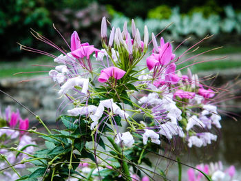 Close-up of pink flowers blooming outdoors