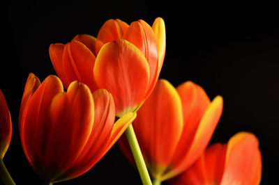 Close-up of orange tulips